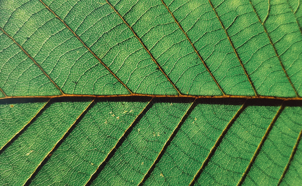 Pictured is the back of a leaf to represent the source of EcoVero sustainable viscose fabric